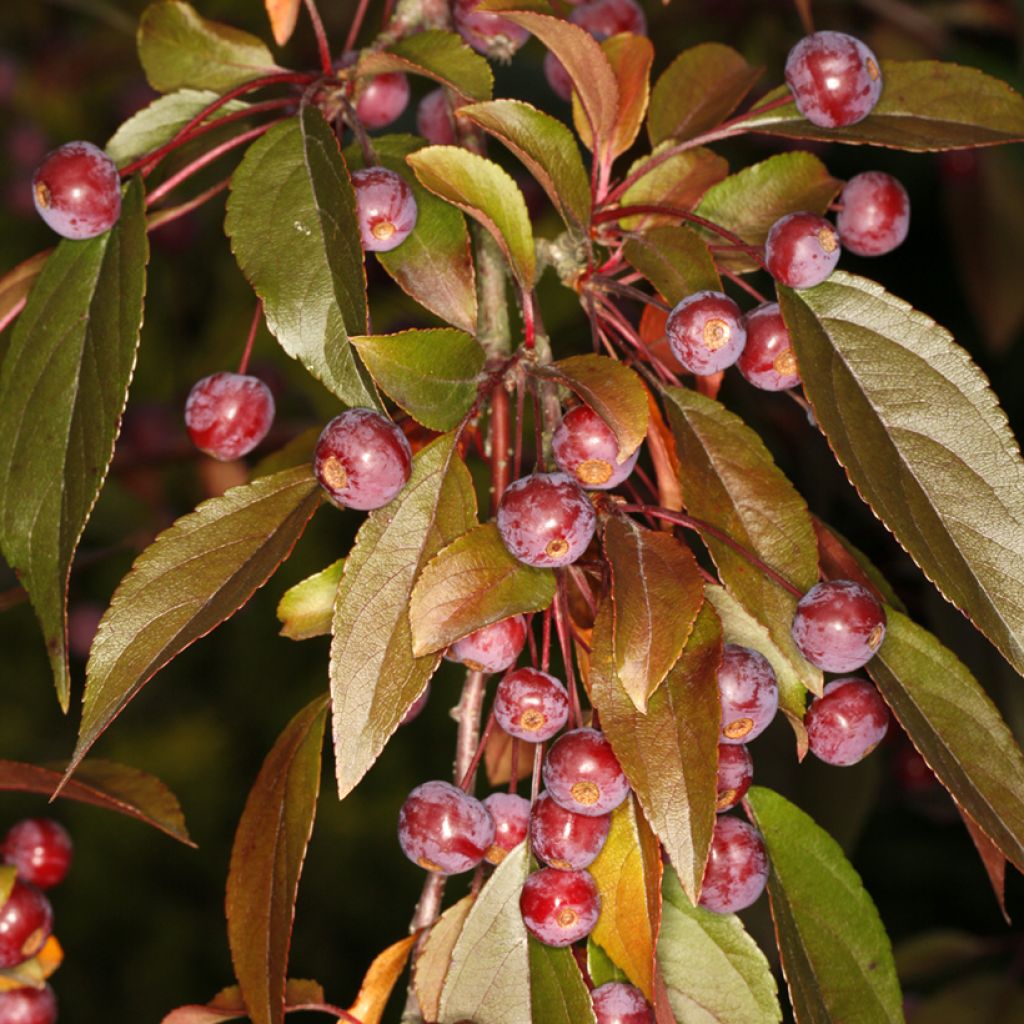 Purpur-Apfel Paul Hauber - Malus purpurea