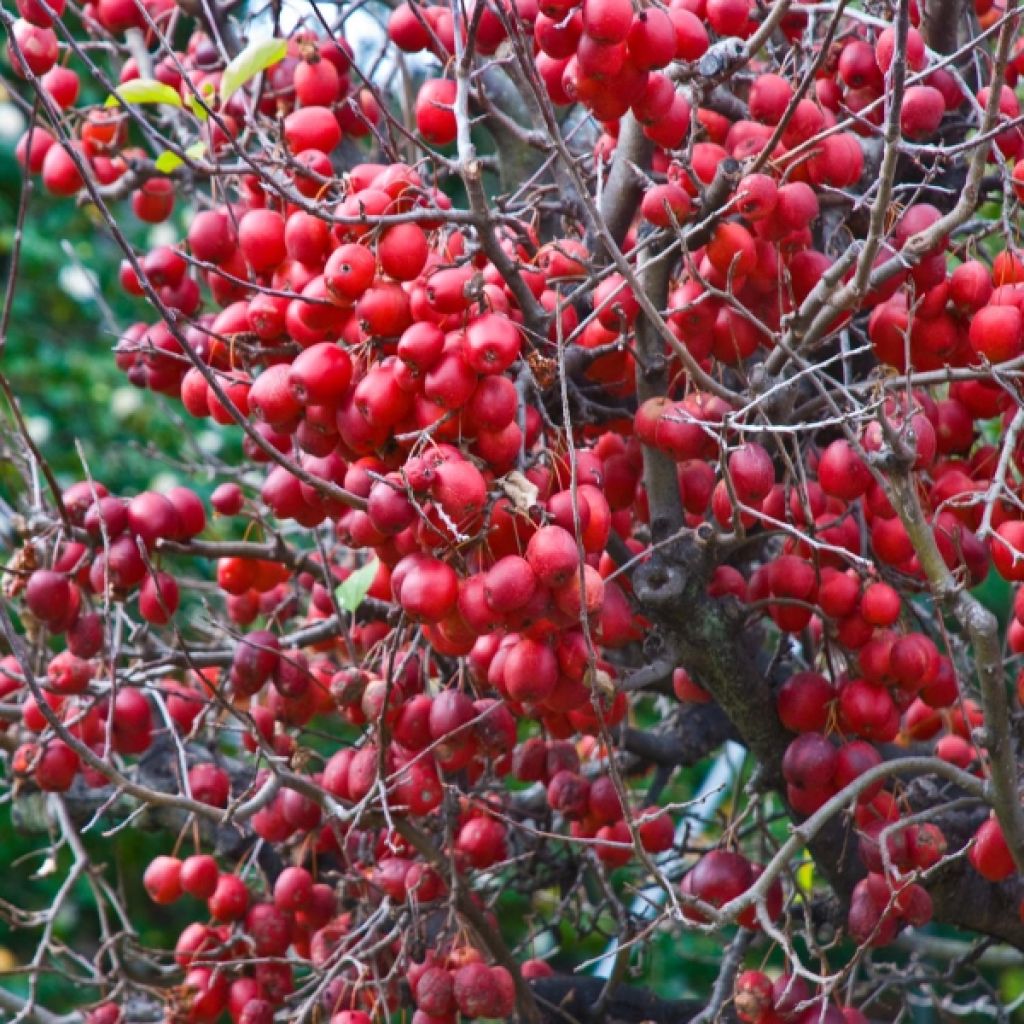 Zierapfel Red Sentinel - Malus