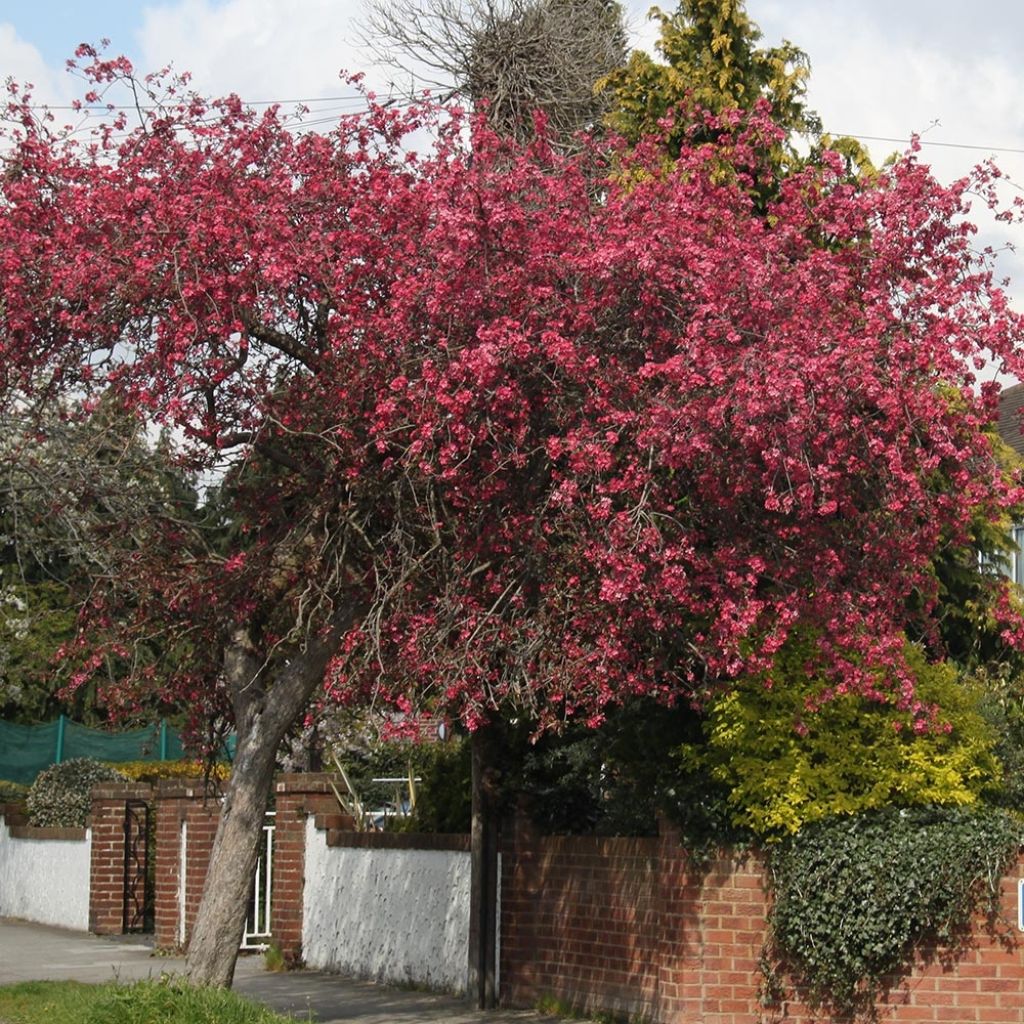 Pommier d'ornement - Malus Royalty