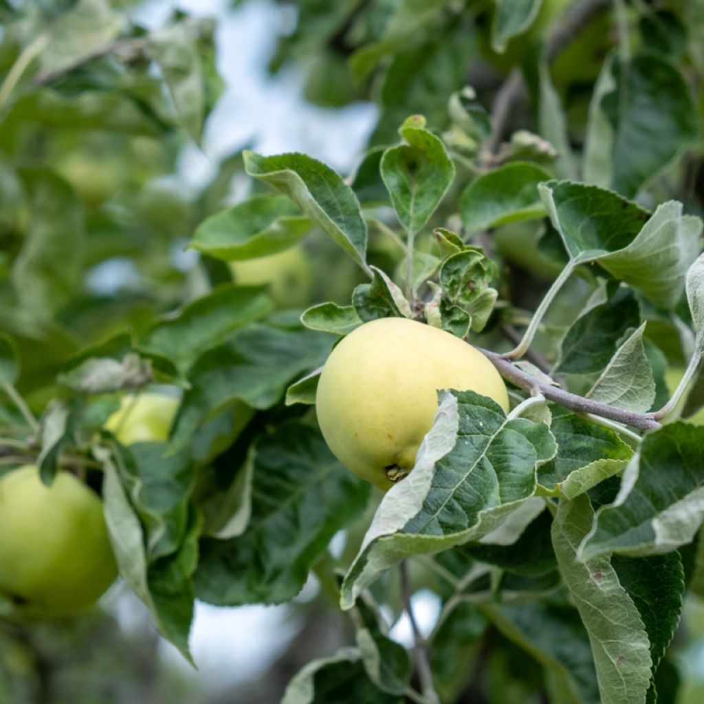 Apfelbaum Antonówka Półtorapoundowa - Malus domestica