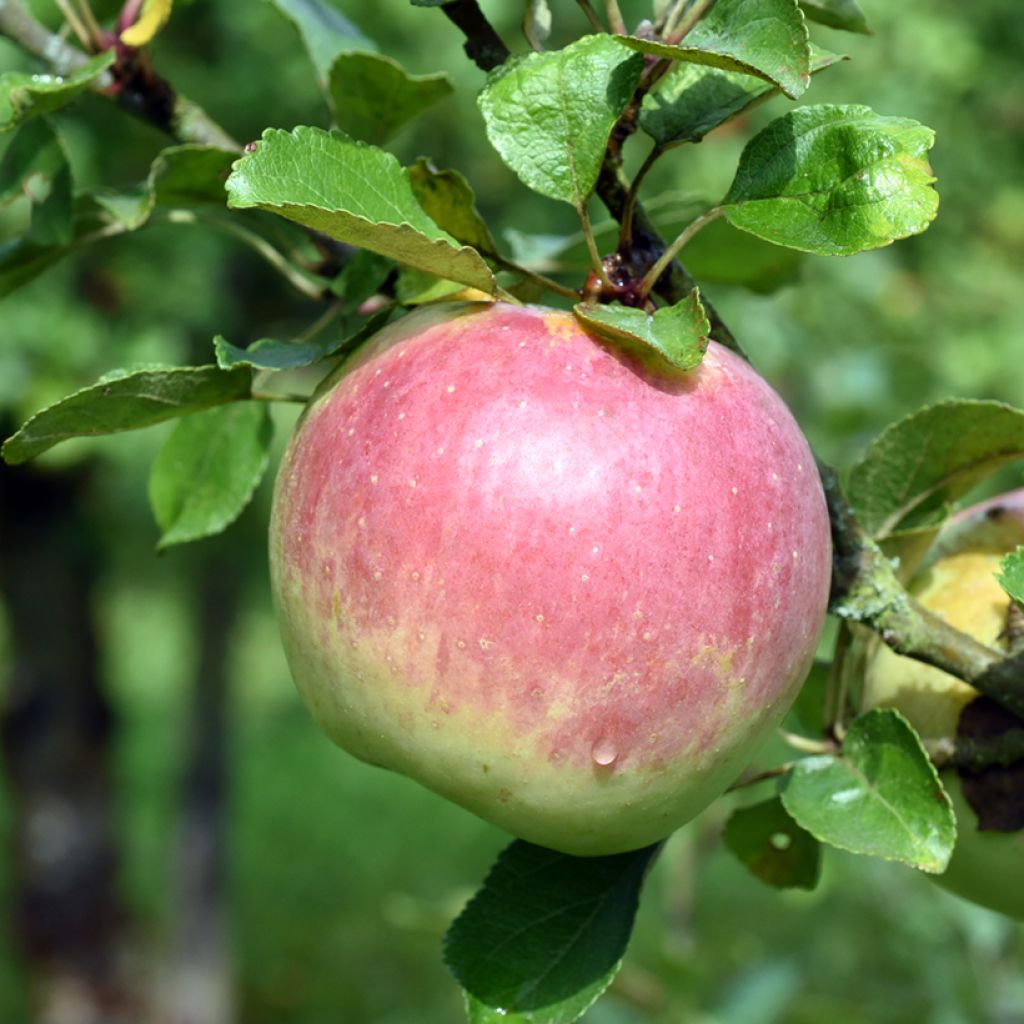 Apfelbaum Ananas Berżenicki - Malus domestica