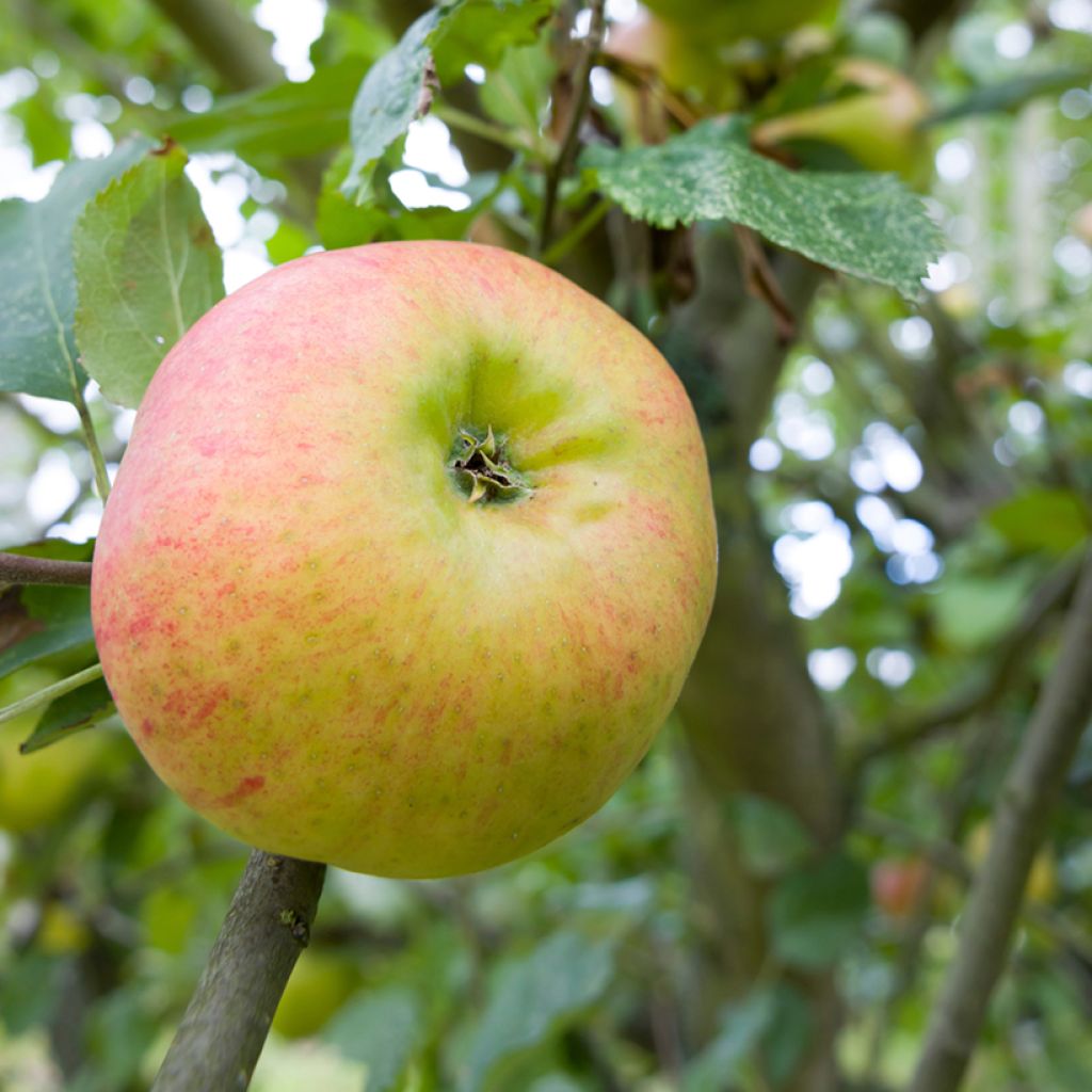 Apfelbaum Bramley's Seedling - Malus domestica