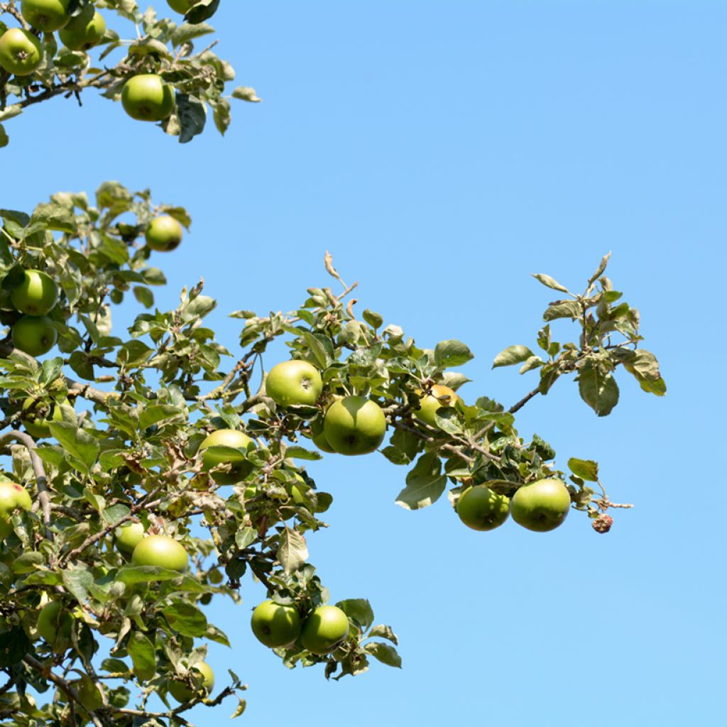 Apfelbaum Bramley's Seedling - Malus domestica