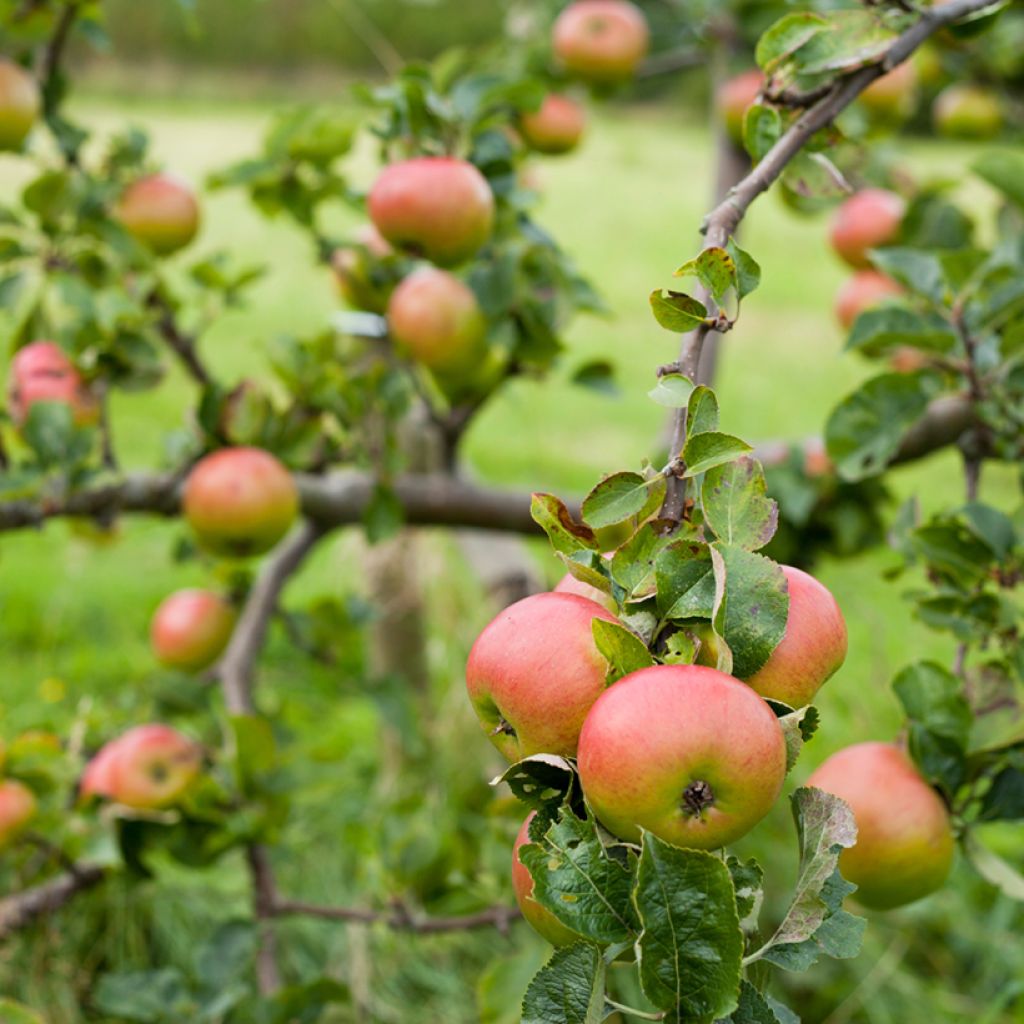 Apfelbaum Bramley's Seedling - Malus domestica