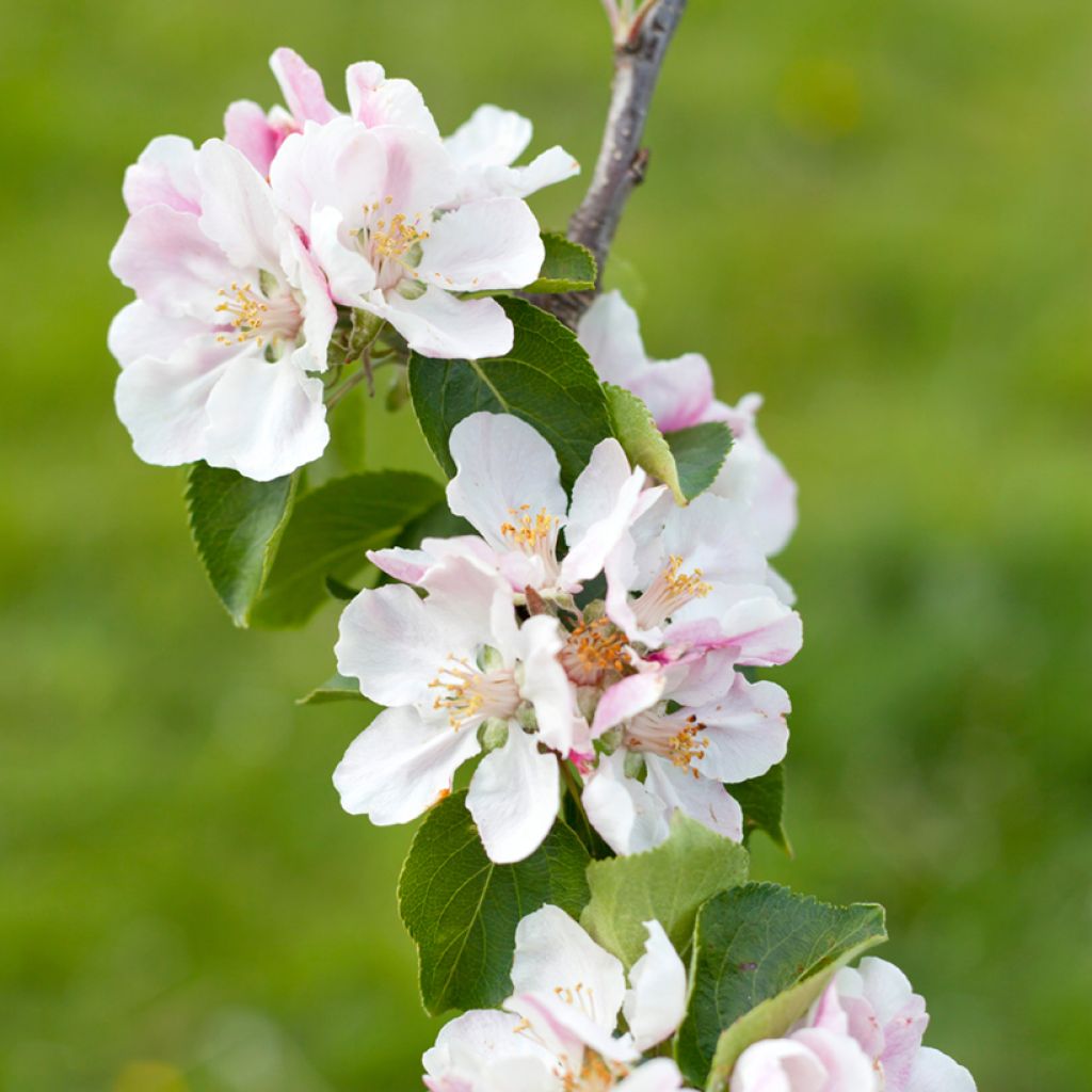 Apfelbaum Bramley's Seedling - Malus domestica