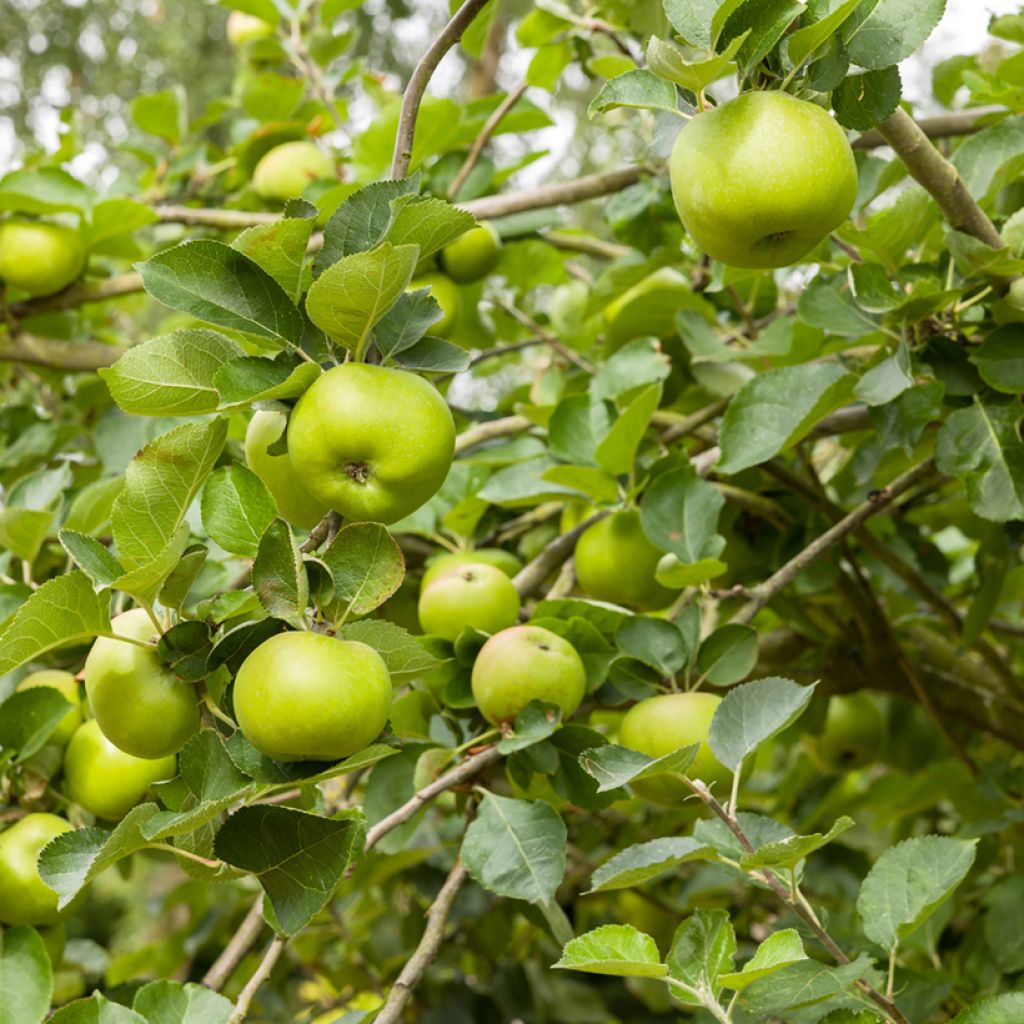 Apfelbaum Bramley's Seedling - Malus domestica