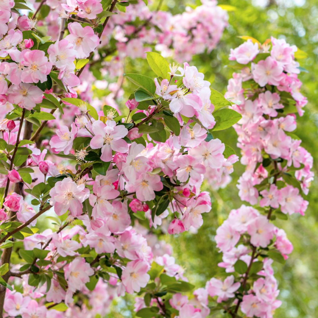 Pommier d'ornement nain Kaido - Malus x micromalus