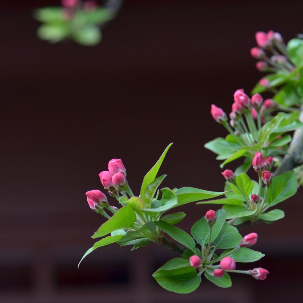 Zwerg-Zierapfel - Malus micromalus