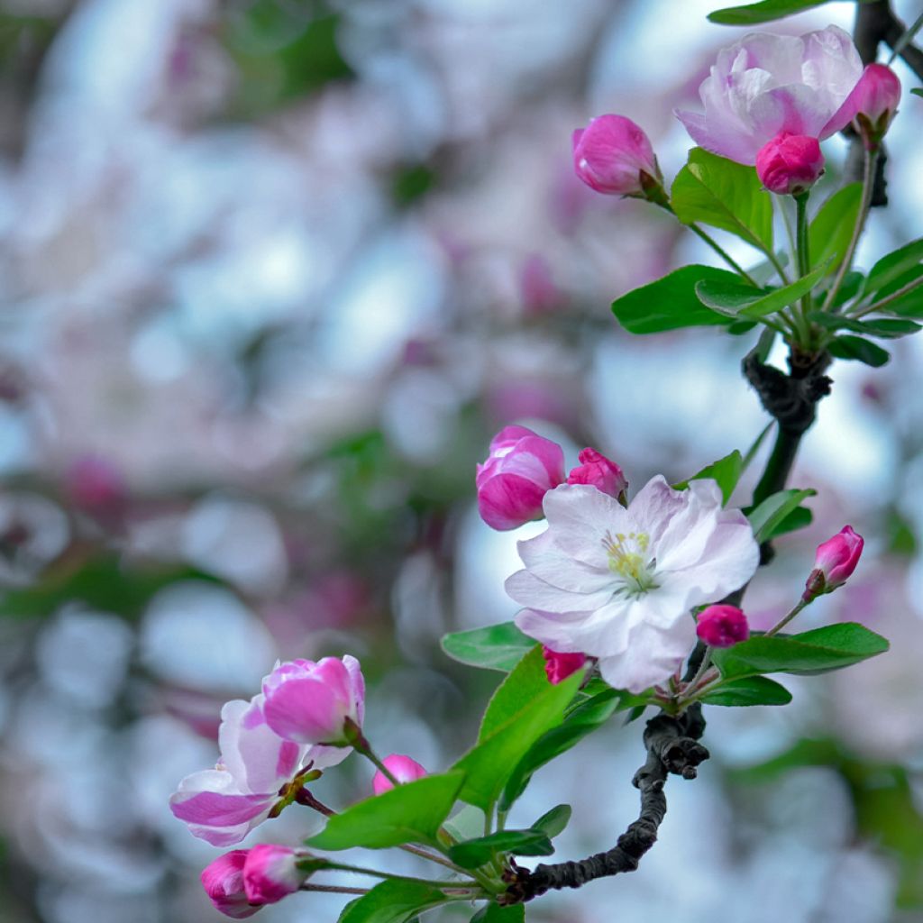 Zwerg-Zierapfel - Malus micromalus