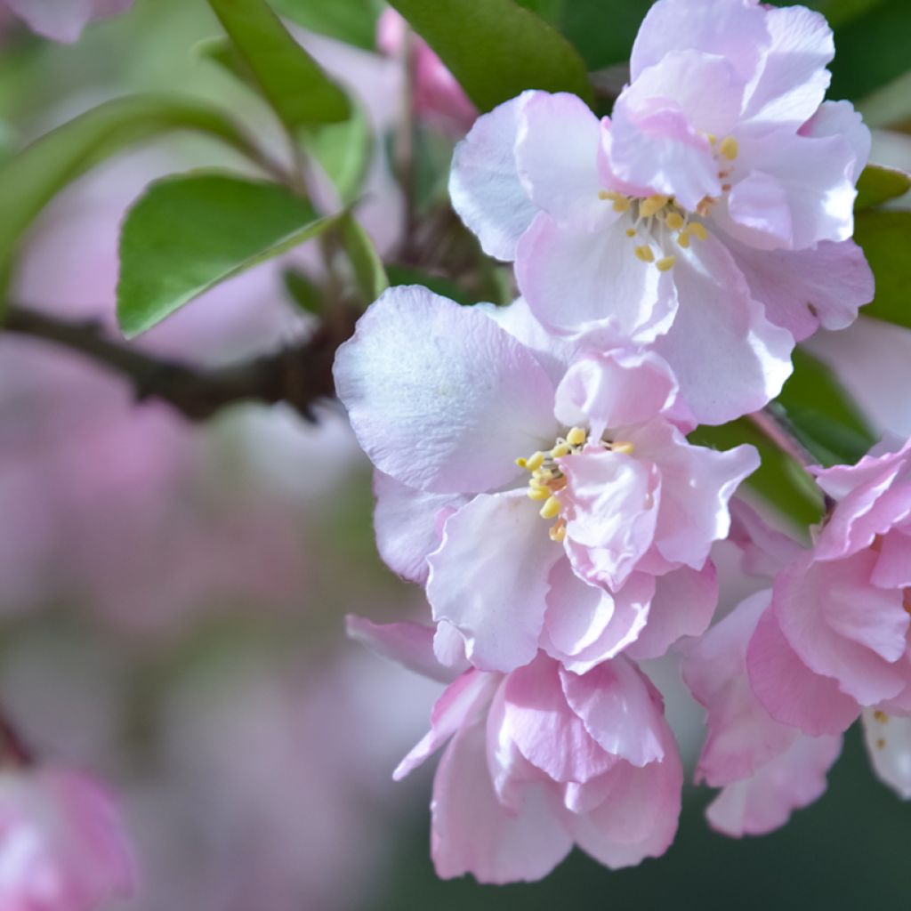 Zwerg-Zierapfel - Malus micromalus