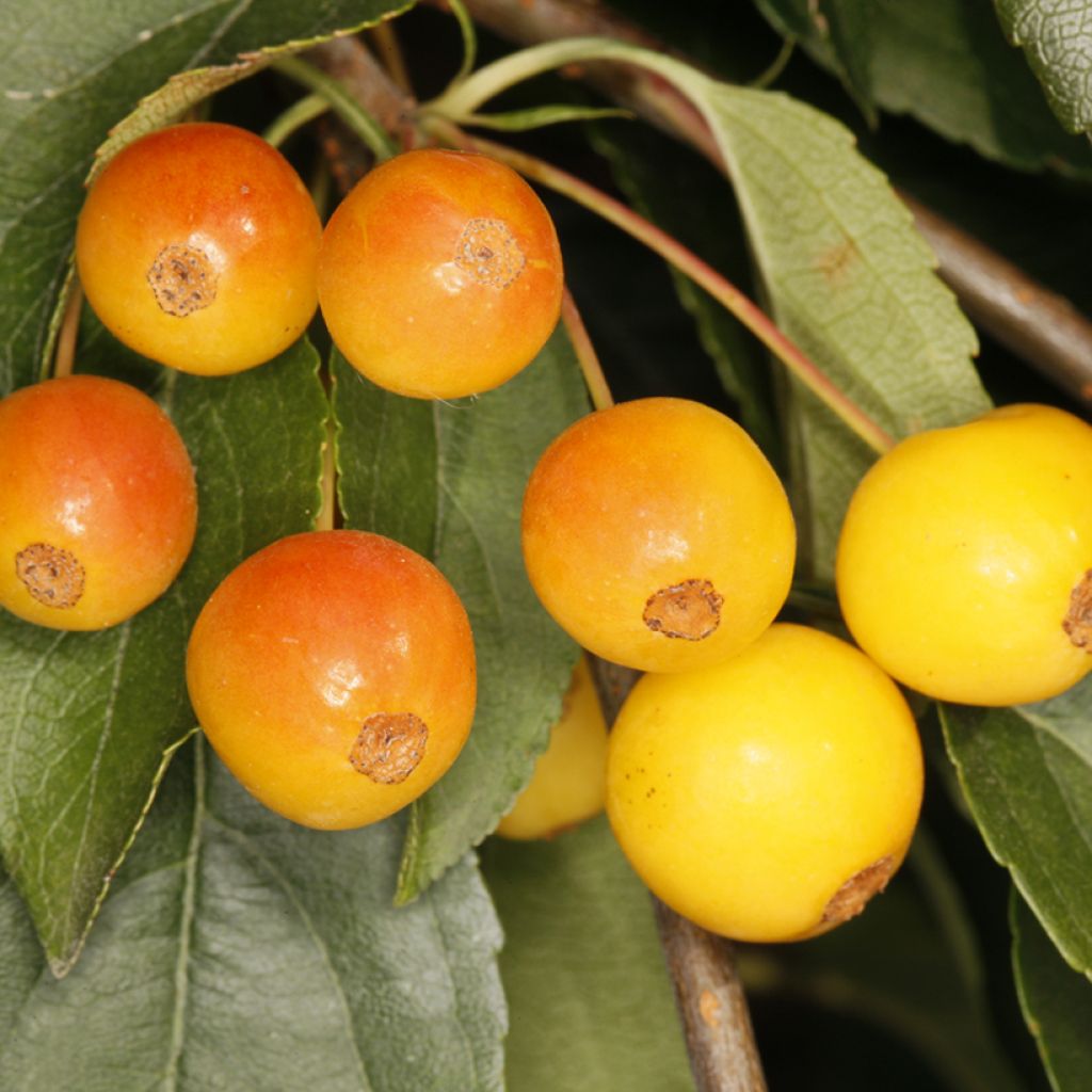 Zierapfel Pendula - Malus sachalinensis