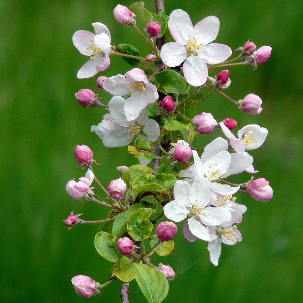 Holzapfel - Malus sylvestris