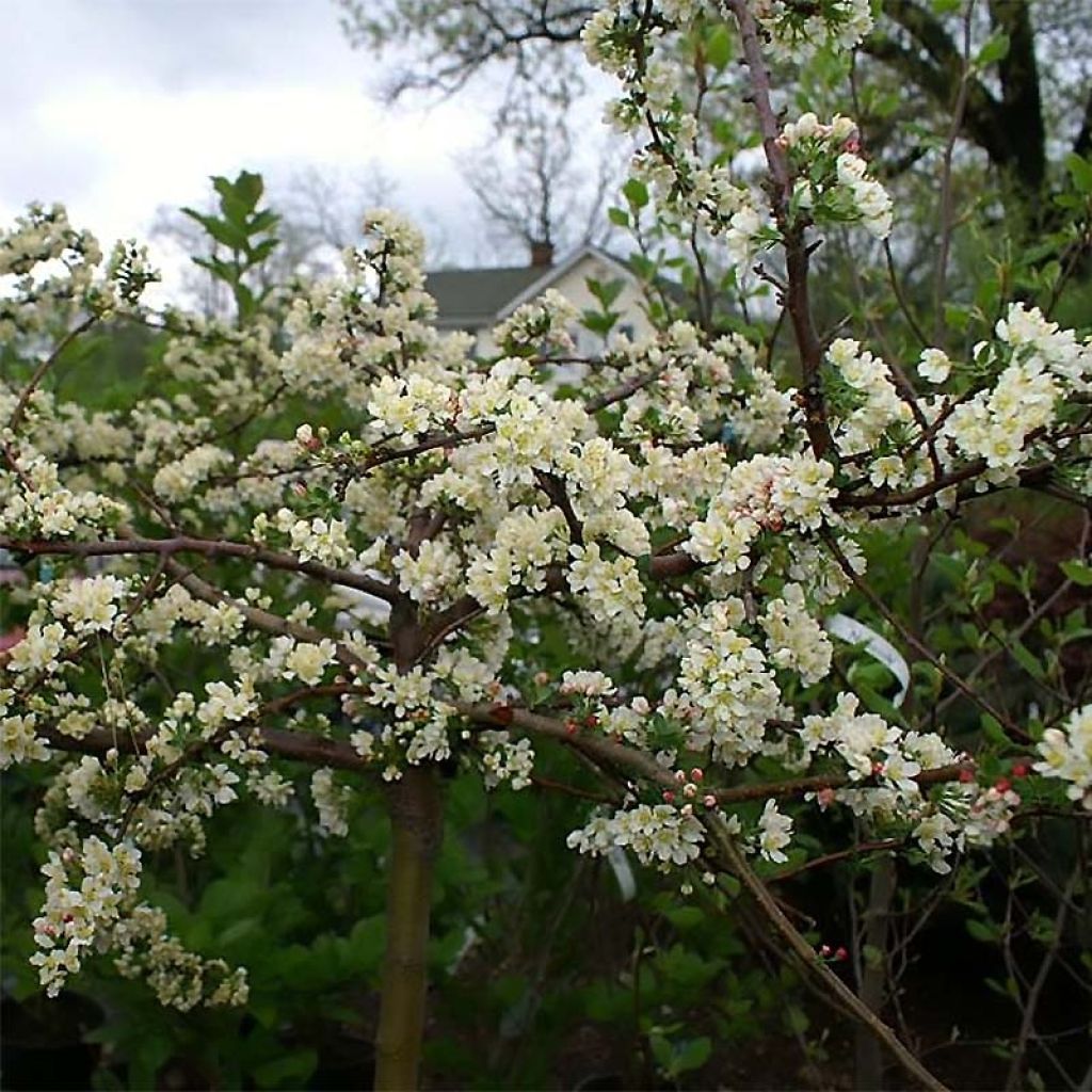 Zierapfel Tina - Malus toringo var. sargentii