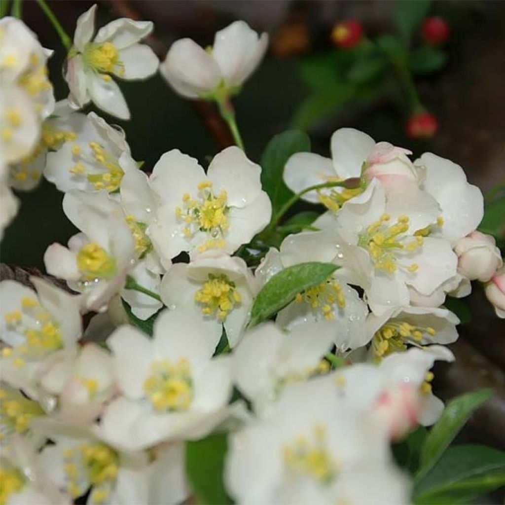 Pommier d'ornement - Malus toringo Tina