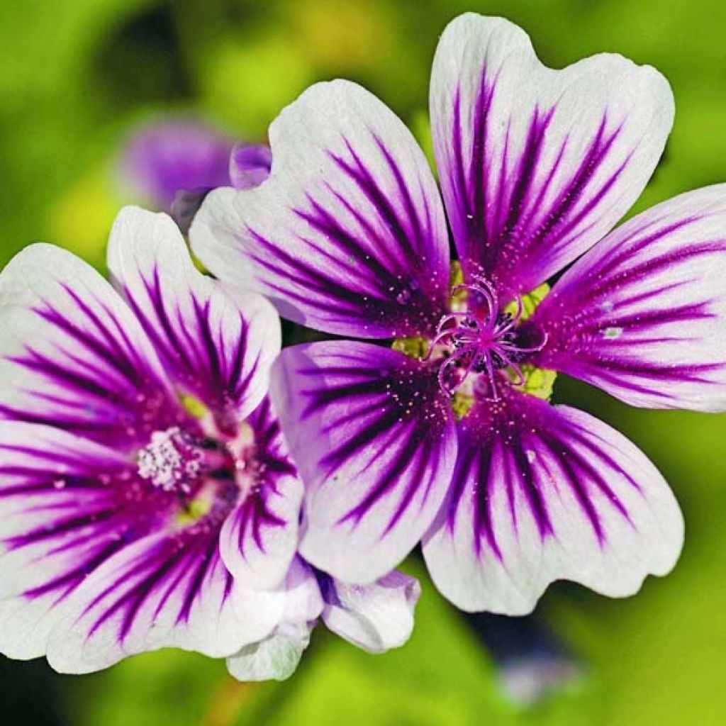 Wilde Malve Zebrina Blue - Malva sylvestris