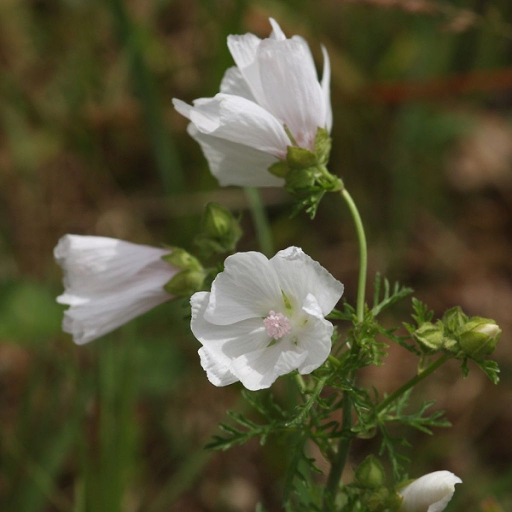 Mauve blanche - Malva moschata Alba