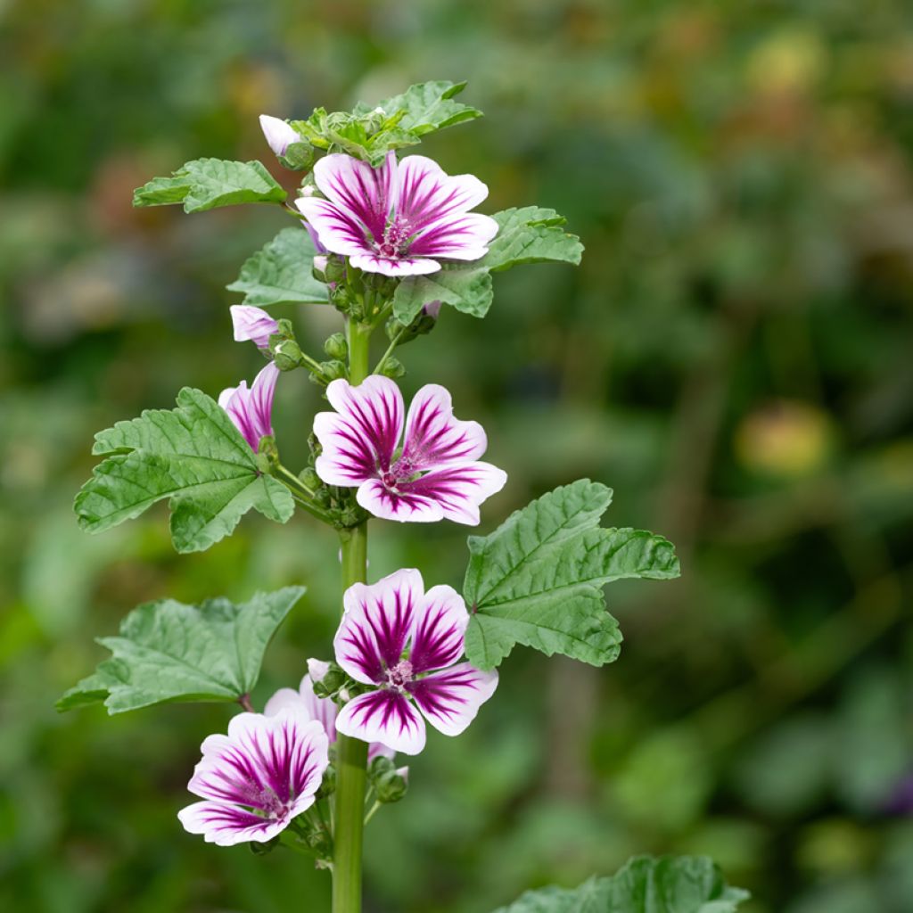 Wilde Malve Zebrina Blue - Malva sylvestris