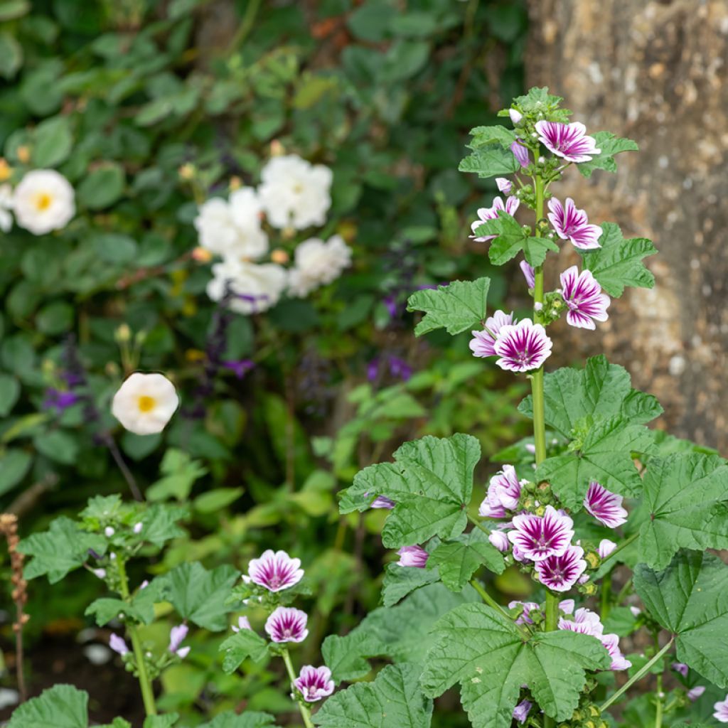 Wilde Malve Zebrina Blue - Malva sylvestris