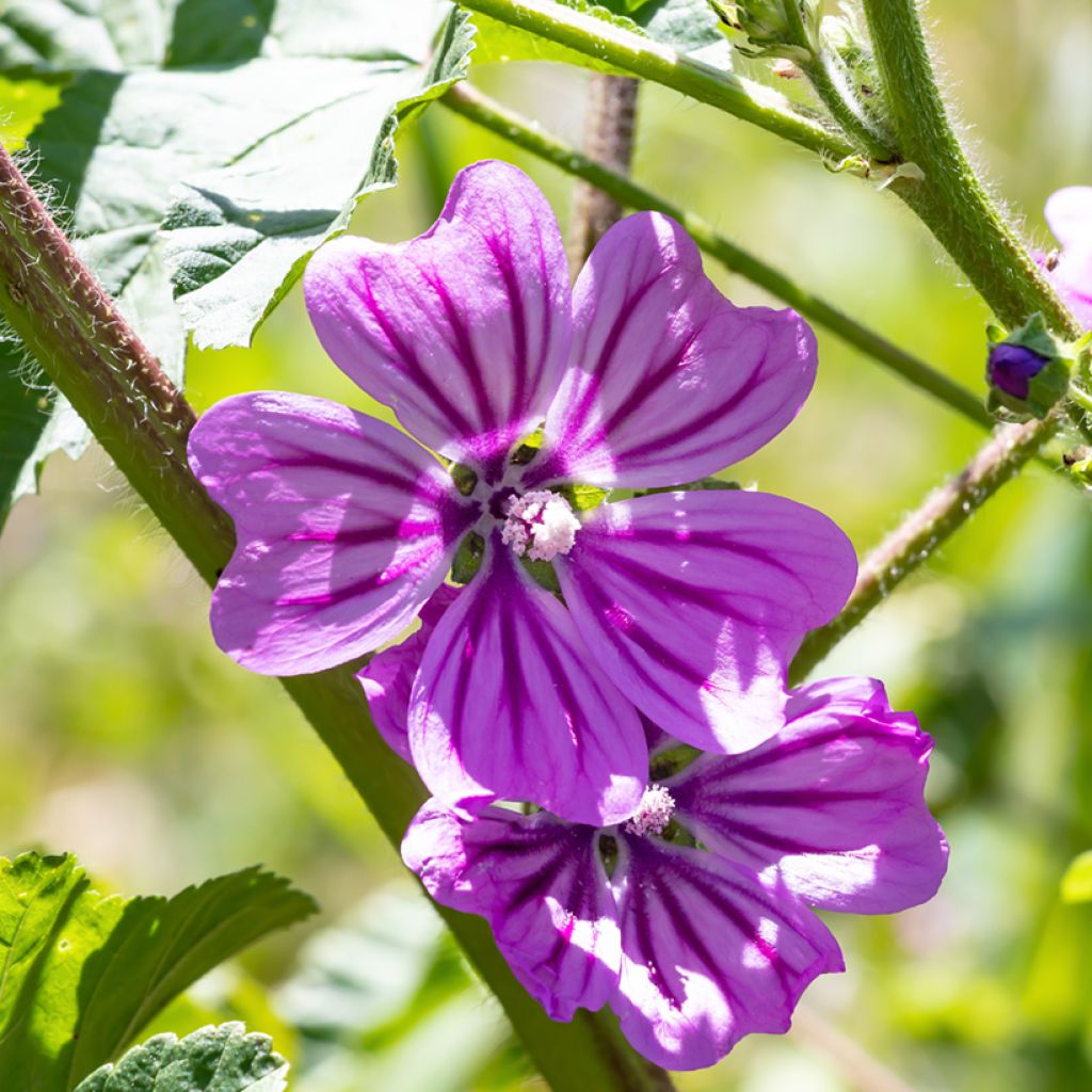 Wilde Malve Zebrina Blue - Malva sylvestris