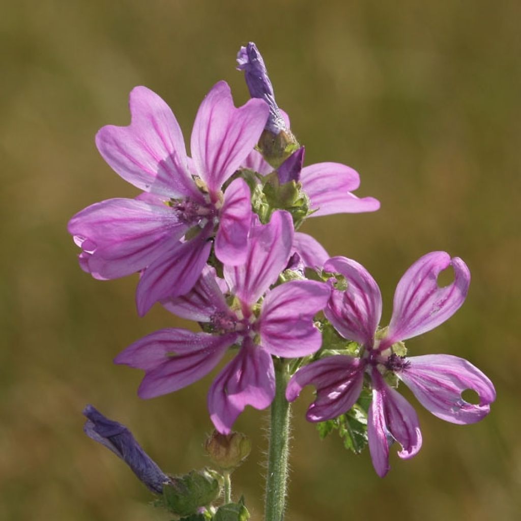 Wilde Malve - Malva sylvestris