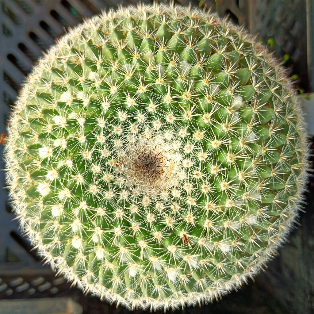 Mammillaria perbella - Warzenkaktus