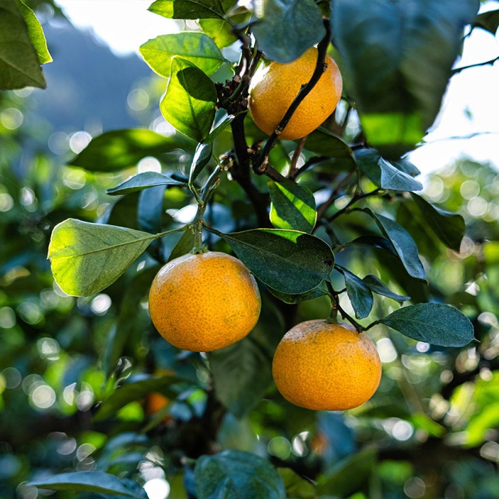 Mandarine - Citrus reticulata subsp. unshiu