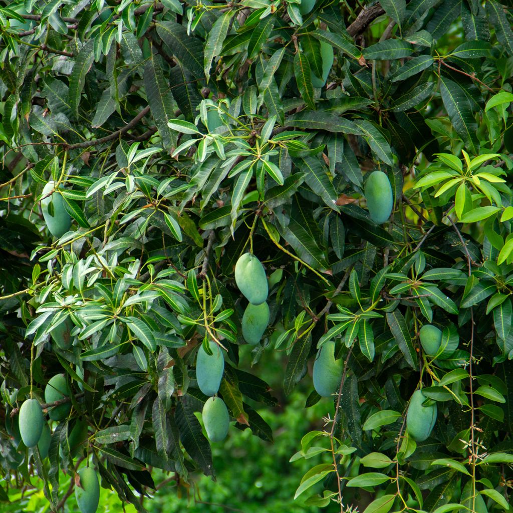 Mangifera indica - Mangobaum