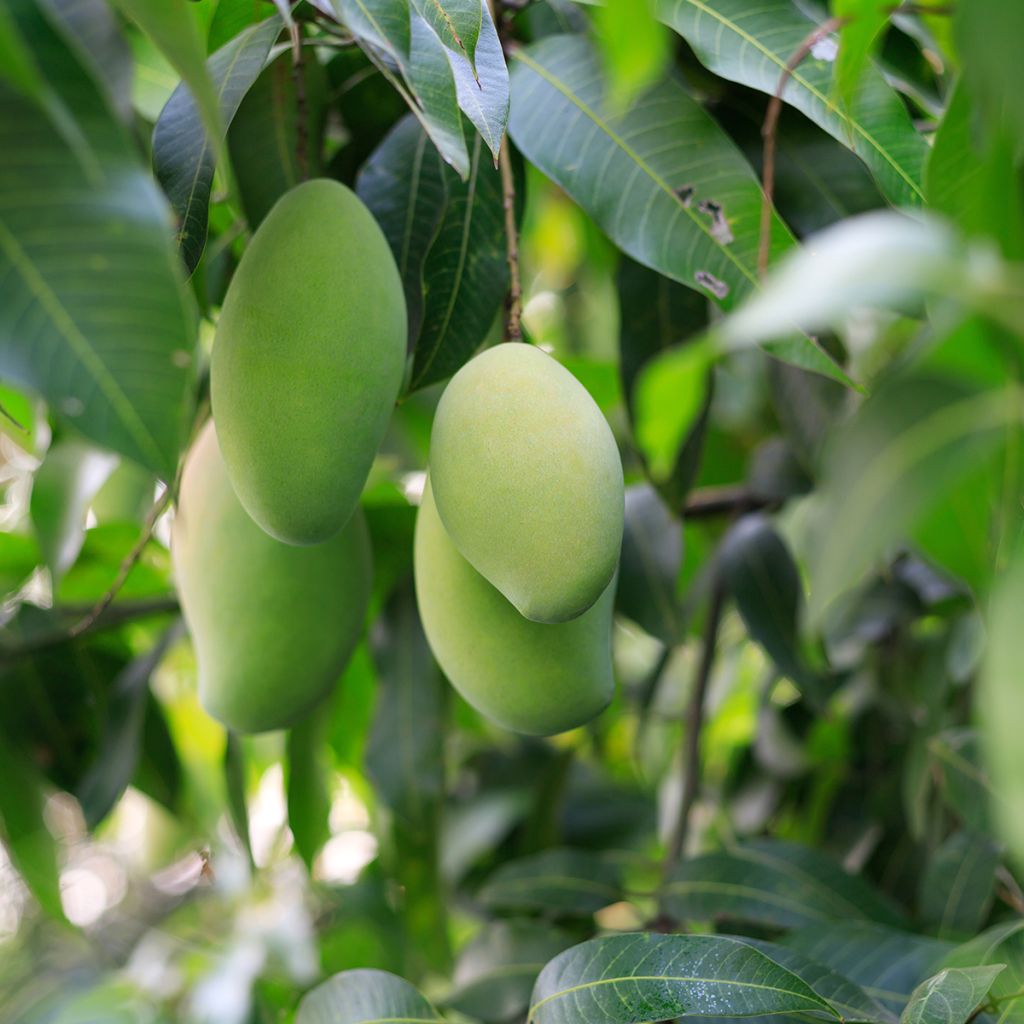 Mangifera indica - Mangobaum