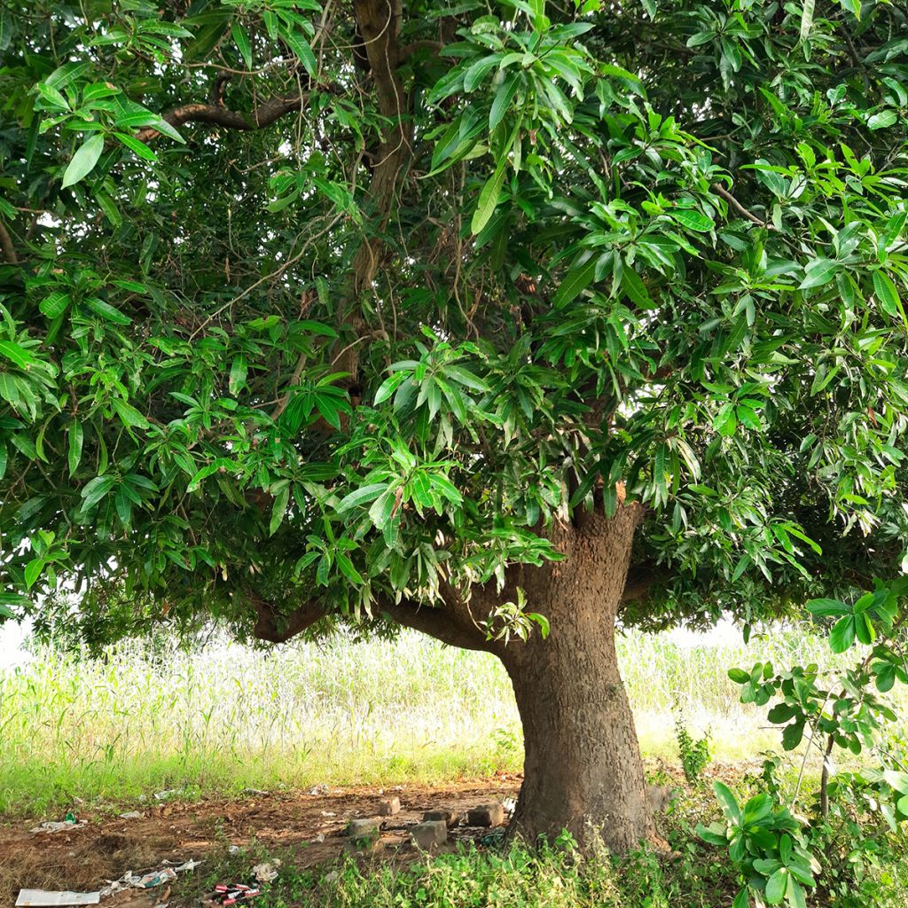 Mangobaum - Mangifera indica