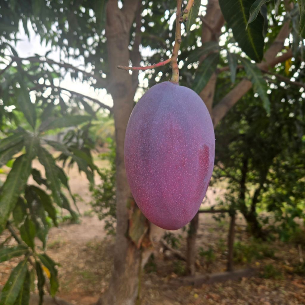 Mangobaum Palmer - Mangifera indica