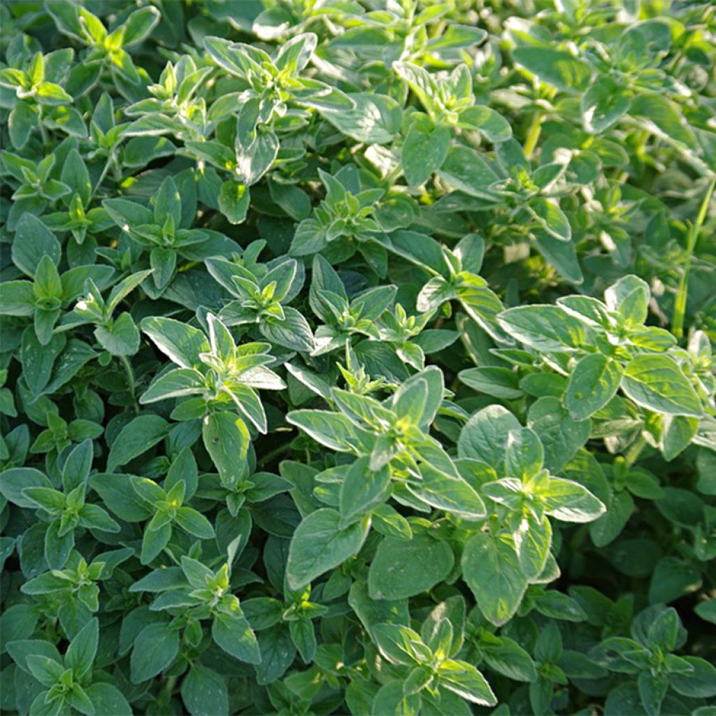 Majoran - Origanum majorana