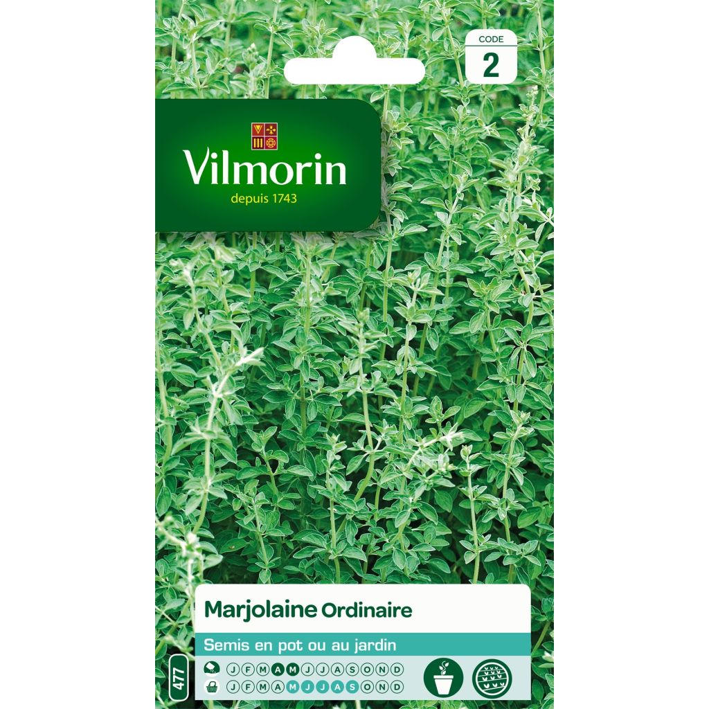 Majoran - Vilmorin - Origanum majorana