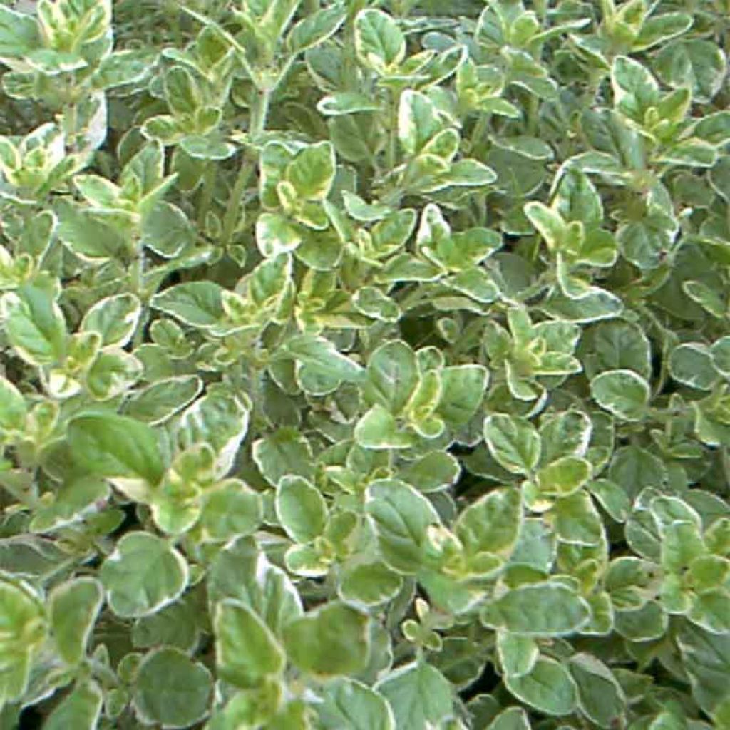 Origan panaché - Origanum vulgare Country Cream