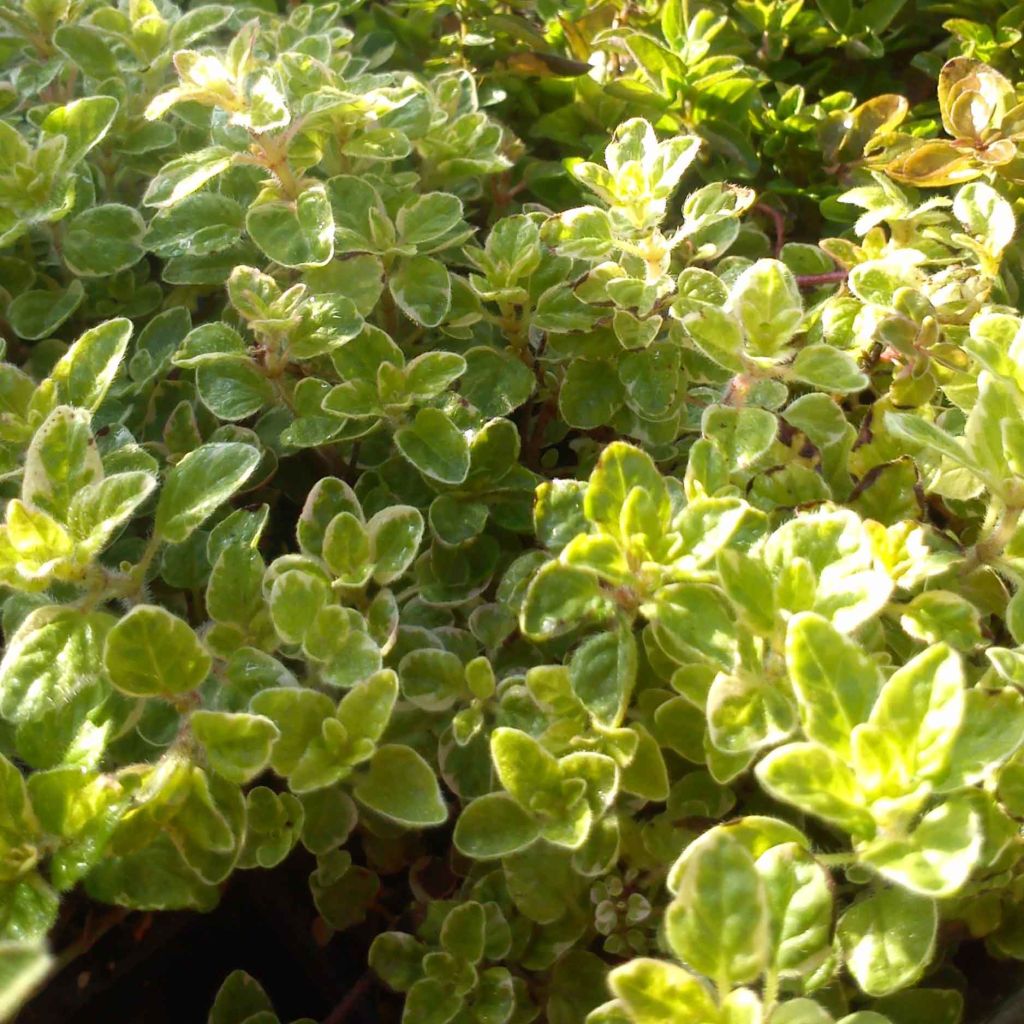 Marjolaine ourlée de crème (Origan) - Origanum vulgare - Origan panaché