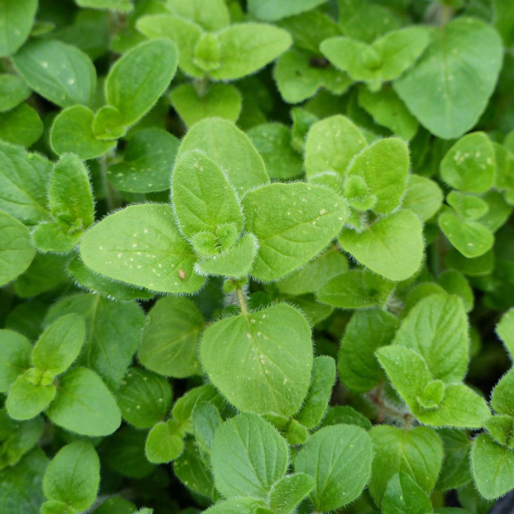 Gewöhnlicher Dost Bio - Origanum vulgare