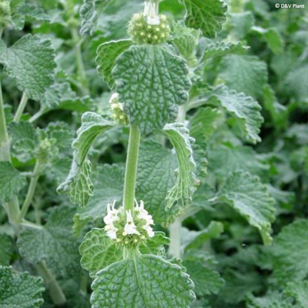 Gemeiner Andorn - Marrubium vulgare