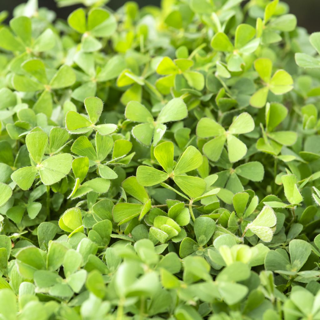 Marsilea quadrifolia - Kleefarn