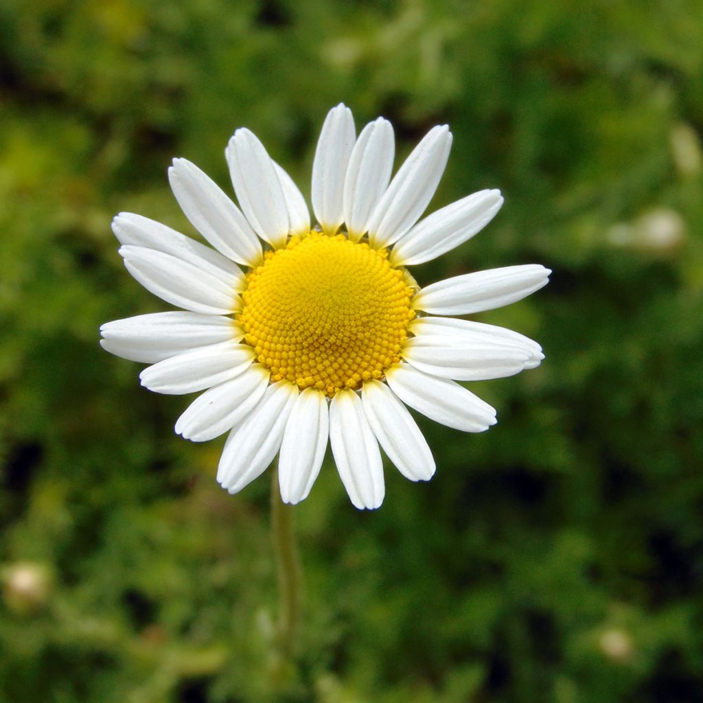 Matricaire romaine (Anthemis nobilis) - Camomille anglaise