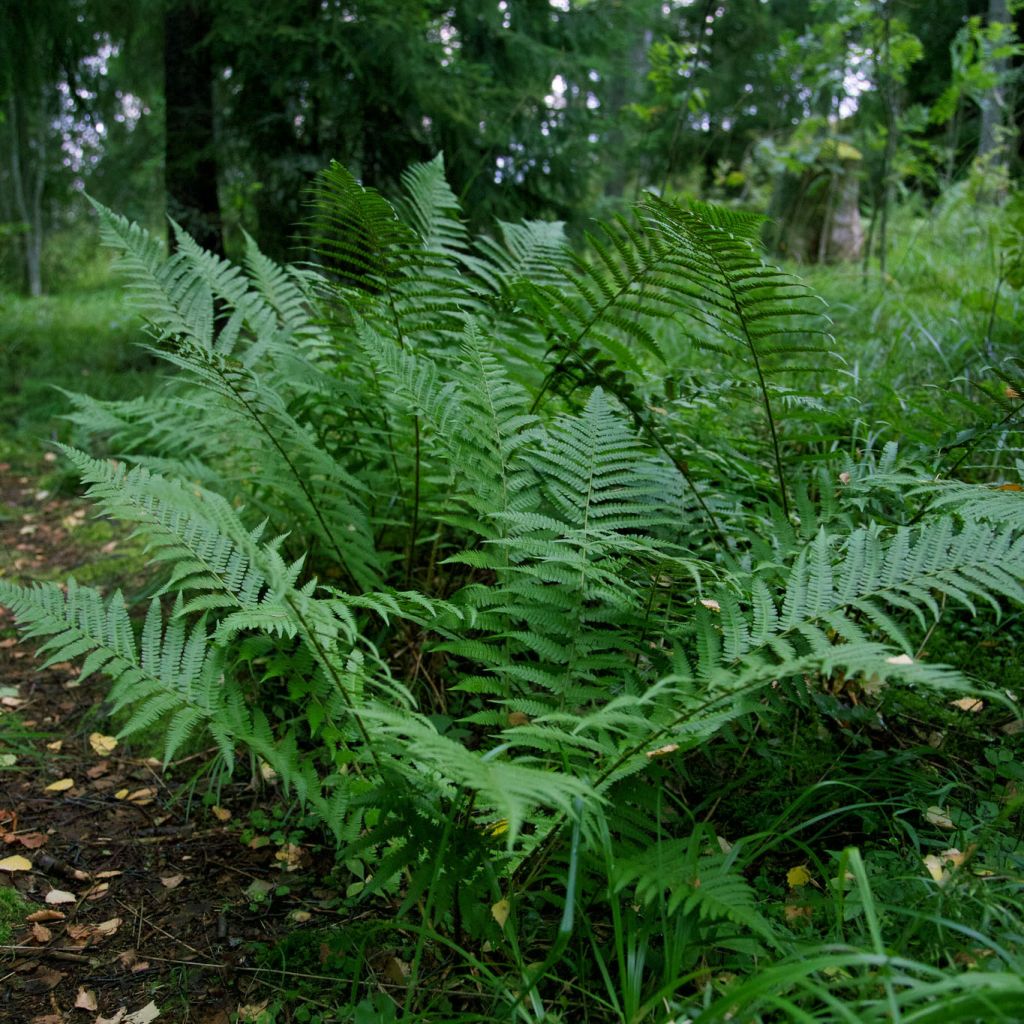 Amerikanischer Straußenfarn - Matteuccia struthiopteris var. pensylvanica