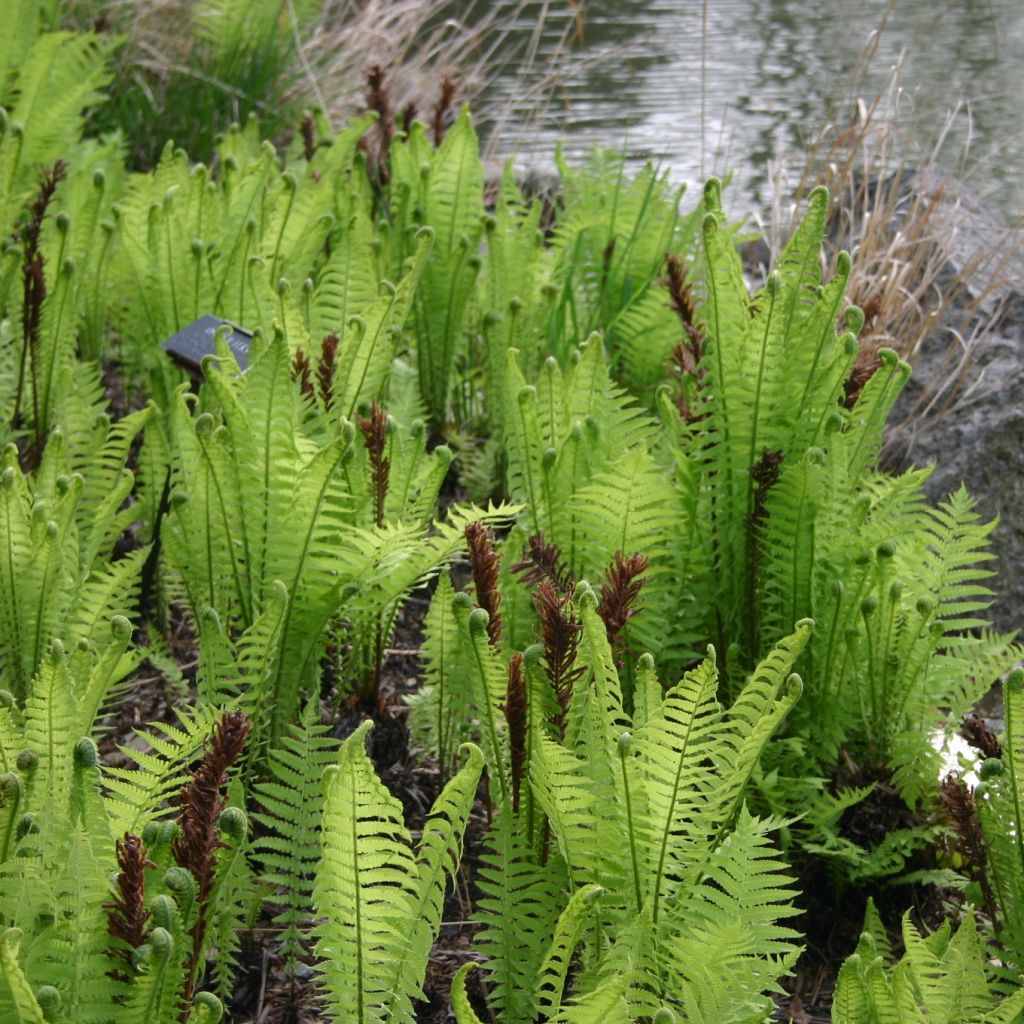 Straußenfarn - Matteuccia struthiopteris