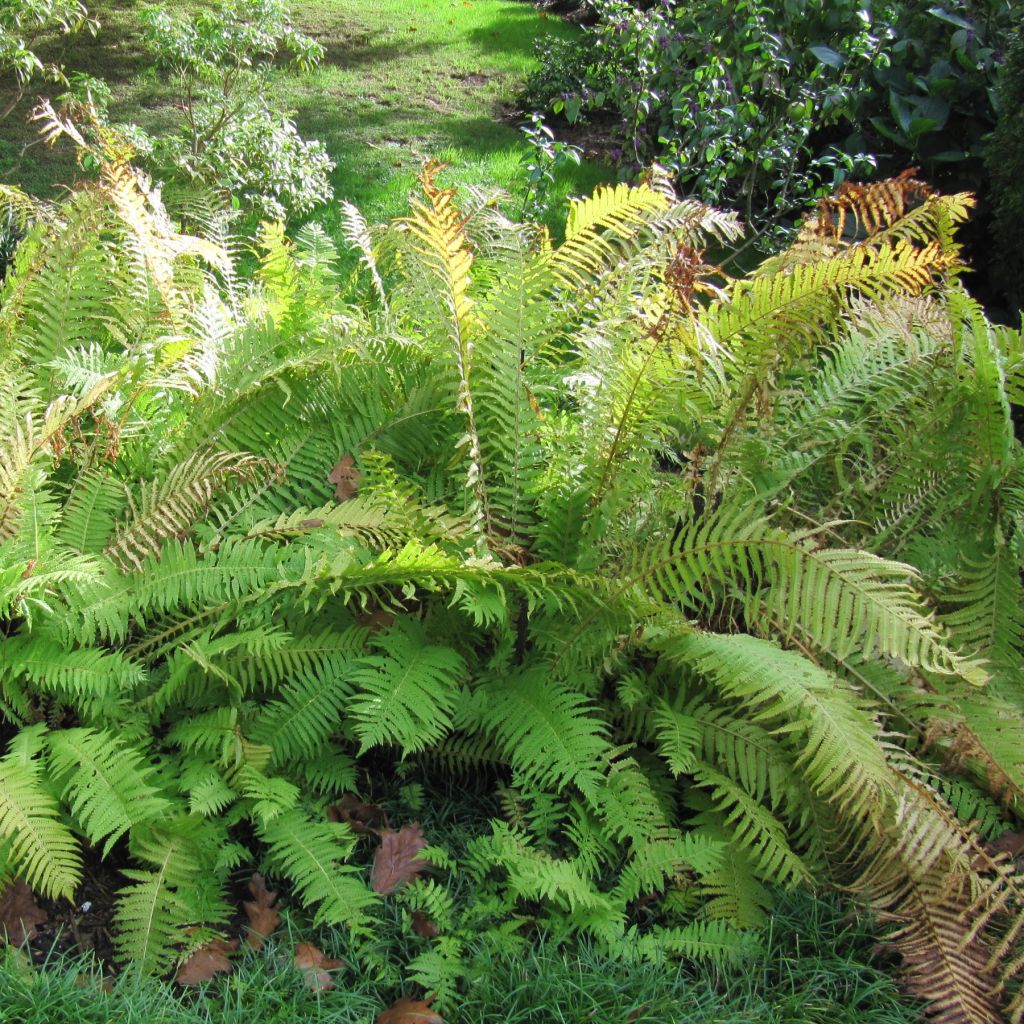 Straußenfarn - Matteuccia struthiopteris