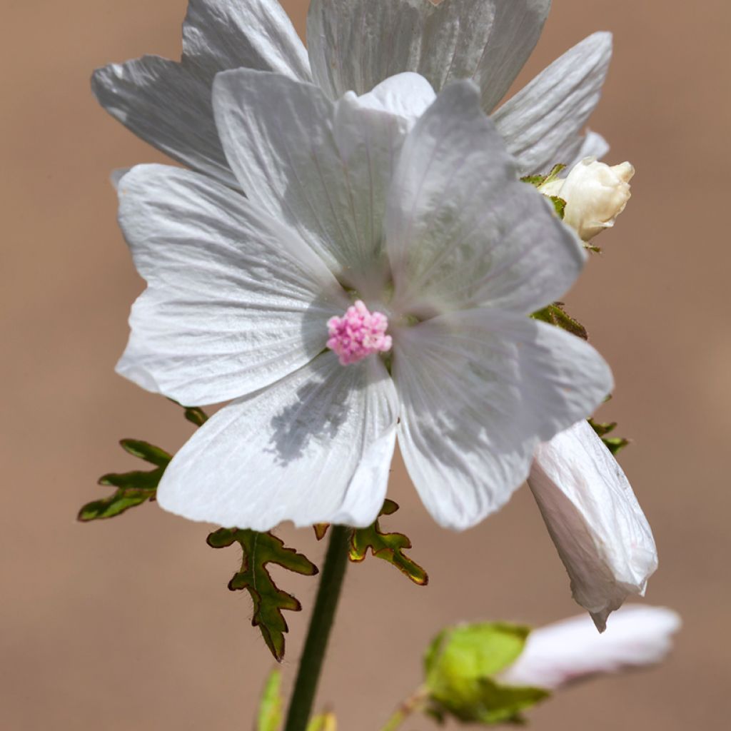 Moschus-Malve Alba - Malva moschata