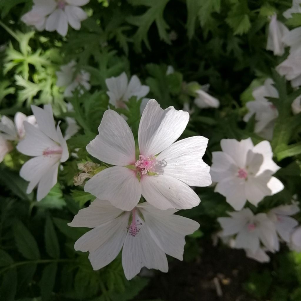 Moschus-Malve Alba - Malva moschata