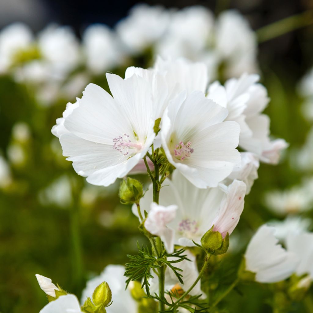 Moschus-Malve Alba - Malva moschata