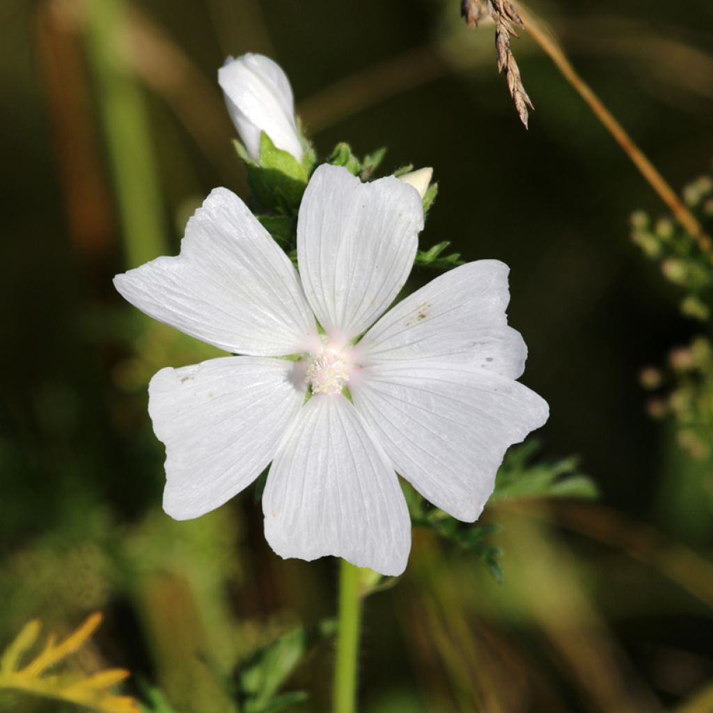 Moschus-Malve Alba - Malva moschata