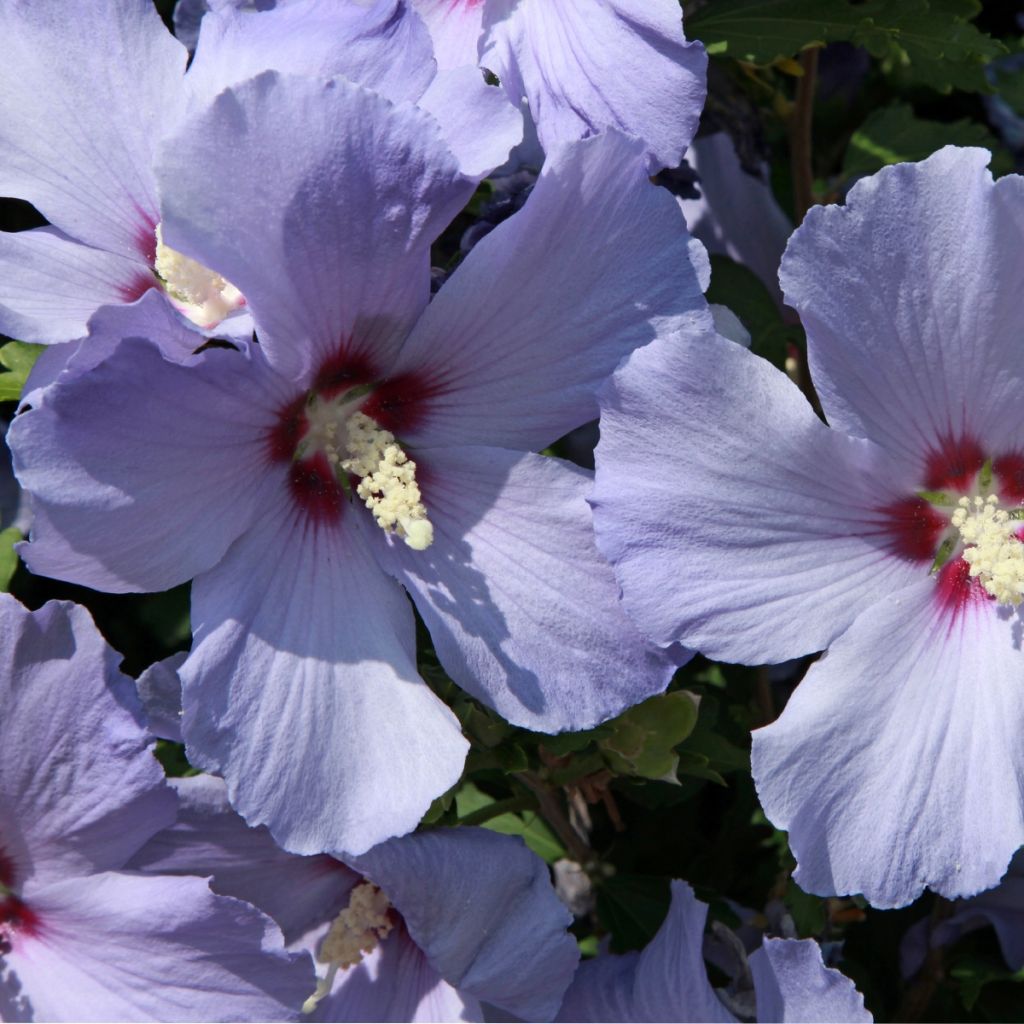 Garten-Hibiscus Azurri - Hibiscus syriacus