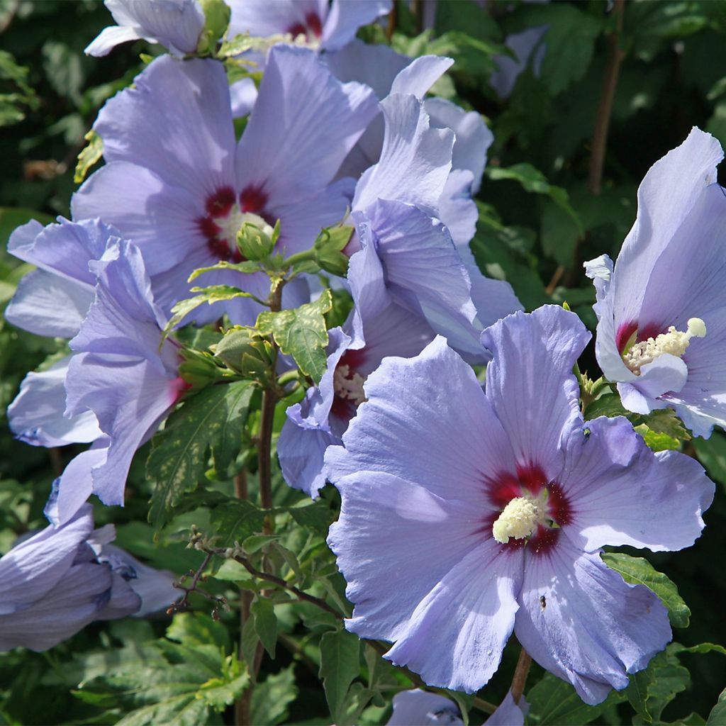 Mauve en arbre - Hibiscus syriacus Azurii