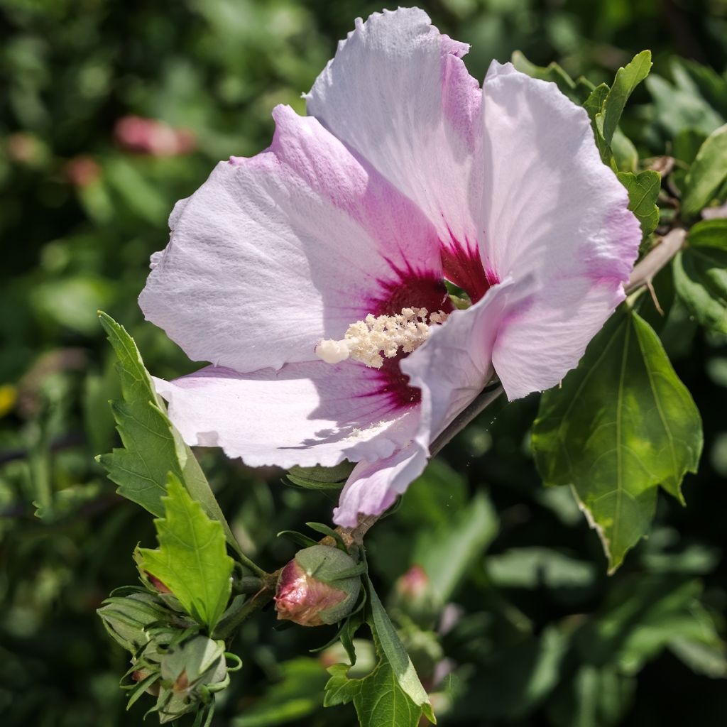 Garten-Hibiscus Rosso - Hibiscus syriacus