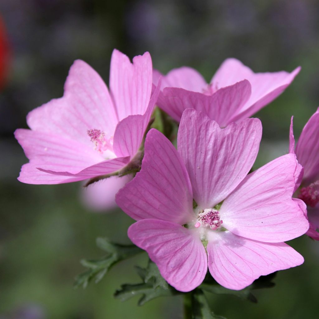 Moschus-Malve rosea - Malva moschata