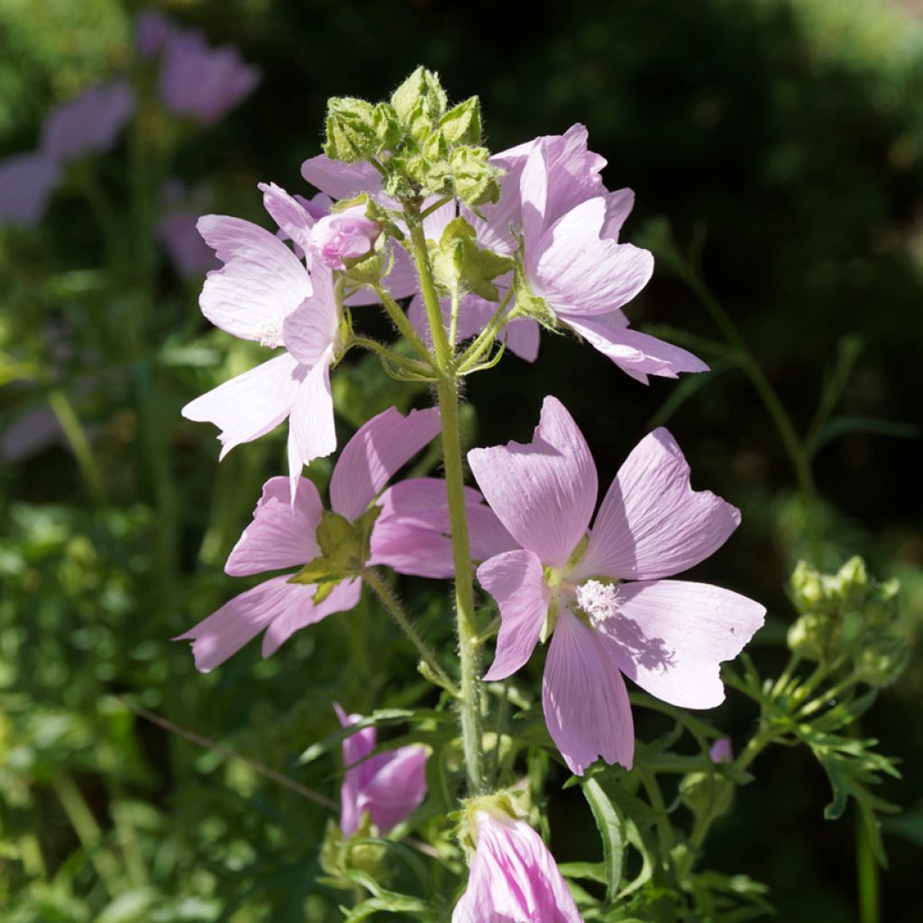 Moschus-Malve rosea - Malva moschata